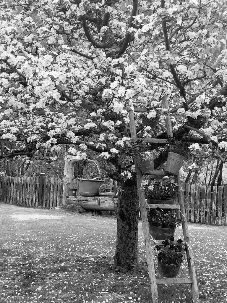 elisabethamann.com Blühender Baum mit einer daran lehnenden Leiter mit Blumentöpfen.
