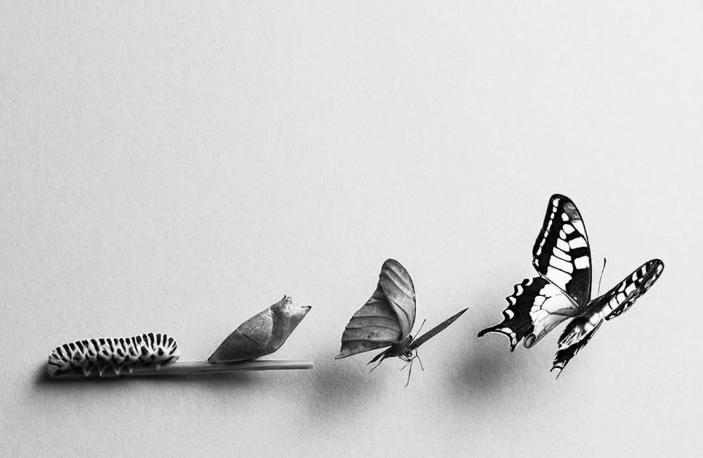 Eine Abbildung der Entfaltung eines Schmetterlings, angefangen als Raupe bis hin zum Falter.