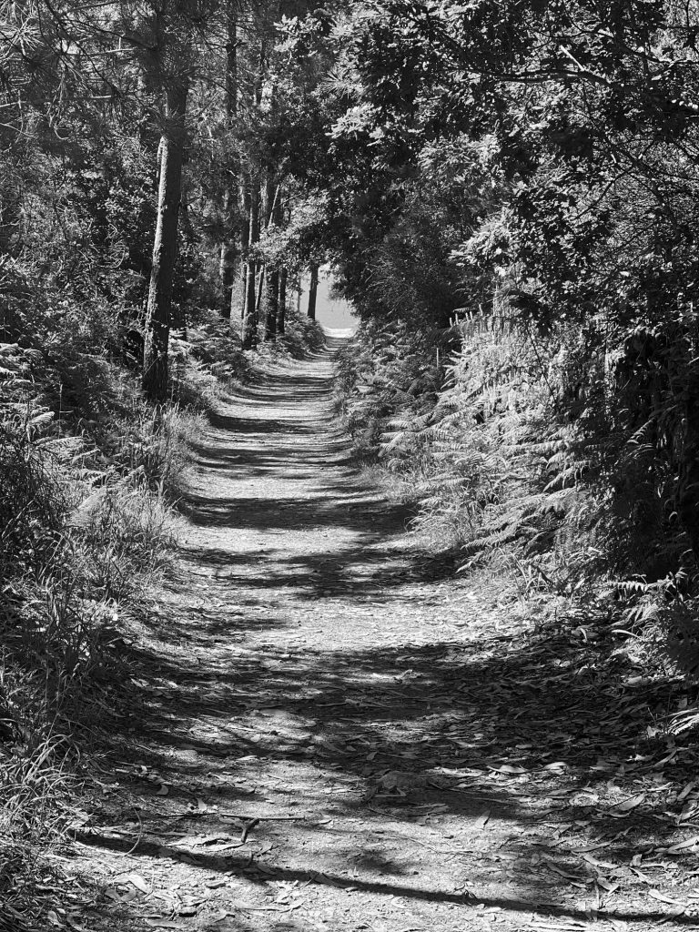 elisabethamann.com Einer mit einem Blätterdach gedeckter Waldweg, zeigt den Weg zu deinem Erfolg.